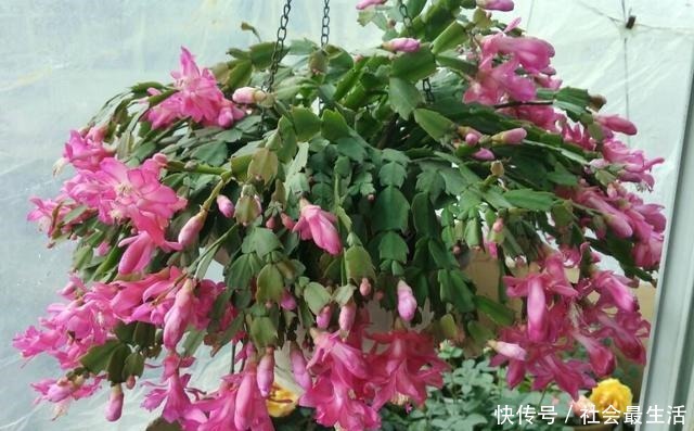 吃完3样东西,留下“废壳”,闷一闷拿来养花,比营养土强10倍!