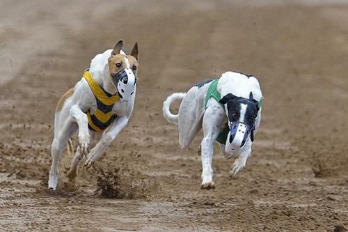 这五种狗乃是犬中贵族 拥有皇族血统 一般人听都没听过 快资讯