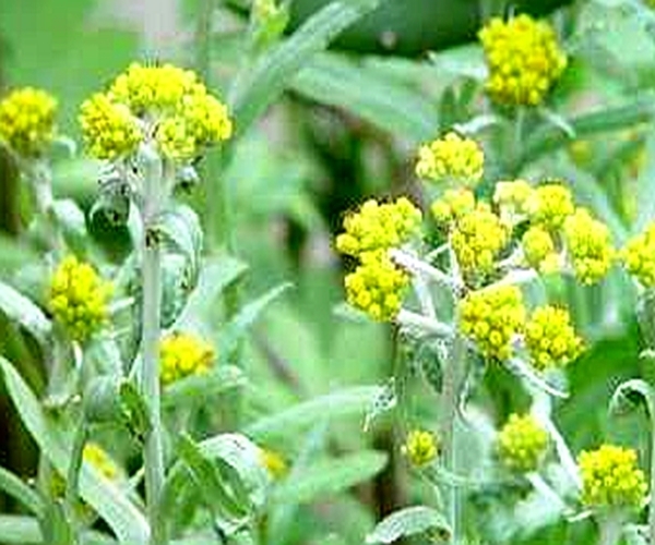 鼠尾草|山上常见的黄花杂草,原来是珍贵野菜,没想到它还有很多作用!