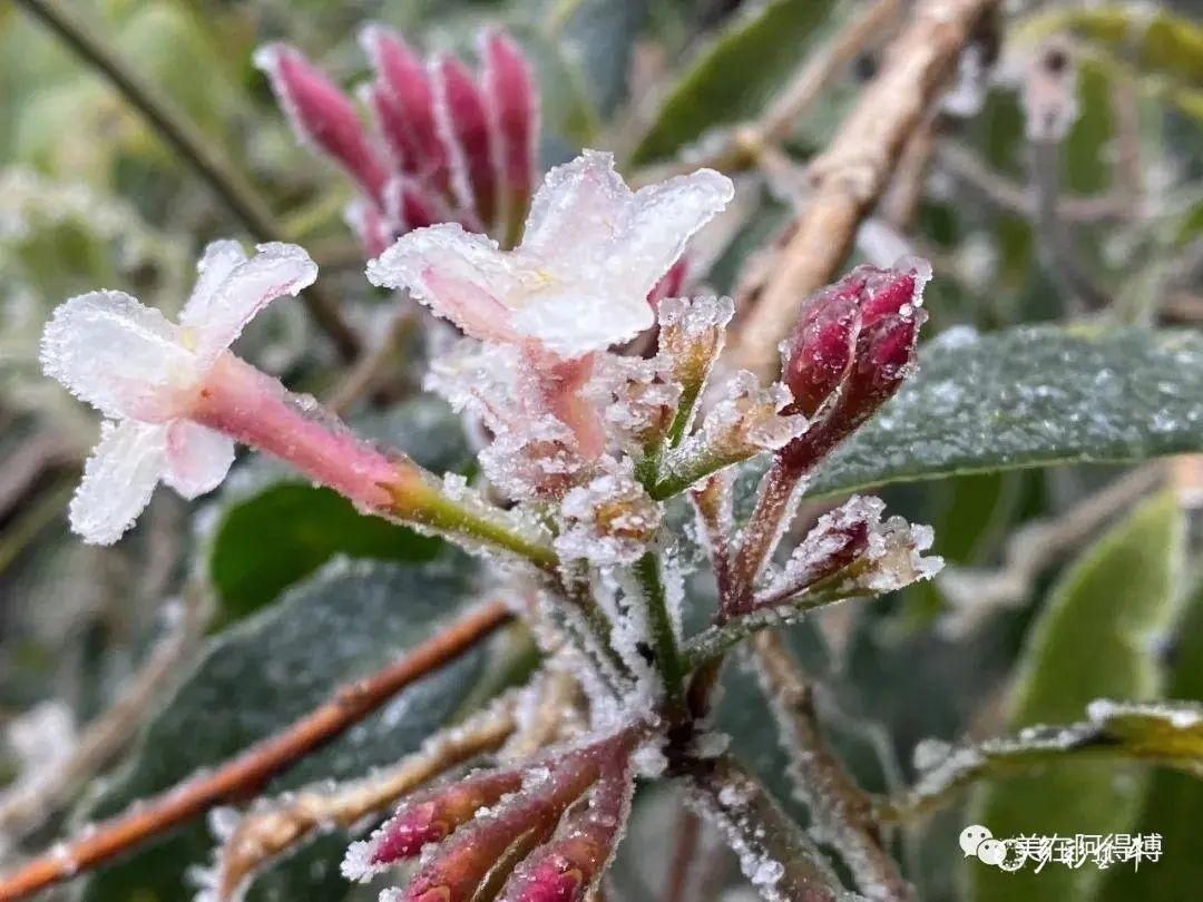 记忆 ｜寒潮再次来袭，还记得前几天的雪吗？