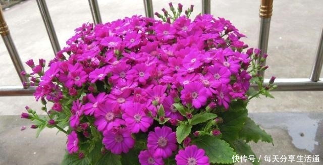 米兰花|这4种花香到让人怀疑人生,室内放一盆,满屋都是清香味!