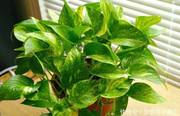 非洲菊|十种容易生长、净化室内空气效果很棒的盆栽绿植，对健康有好处