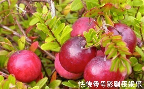 准妈妈|聪明的女性都在吃4种食物,排毒护肤,刮油消脂,清理体内毒素