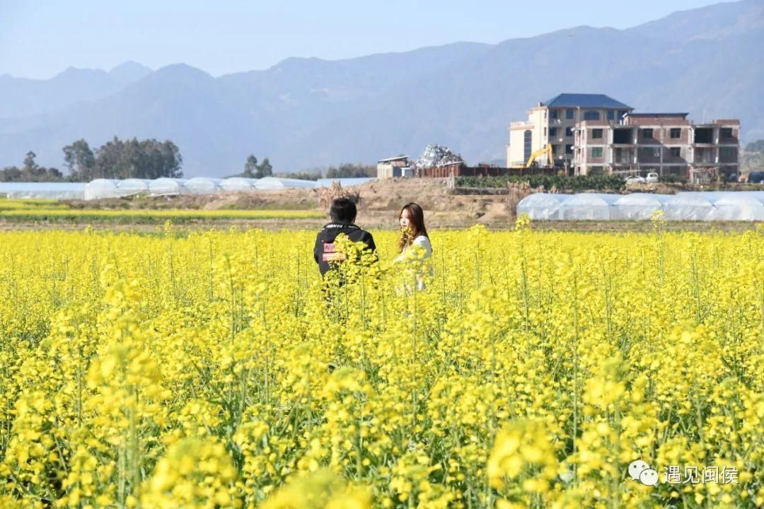 金色花海！福州油菜花开了！【区县头条】