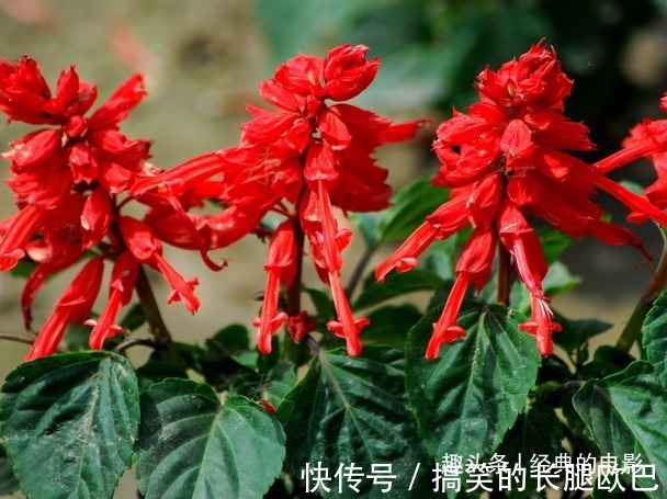 此花色泽鲜艳亮目，火一般的颜色十分喜庆，代表着恋爱的心