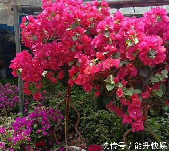 浇水|想要盆栽三角梅花团锦簇就从4方面入手,保管1个月花满枝头