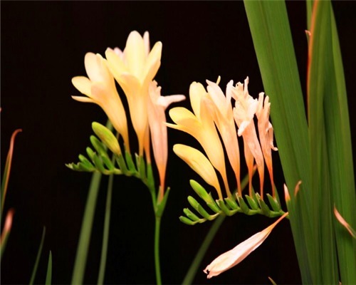 喜欢养兰花却不会买教你3个挑选兰花的妙招,健康易养活