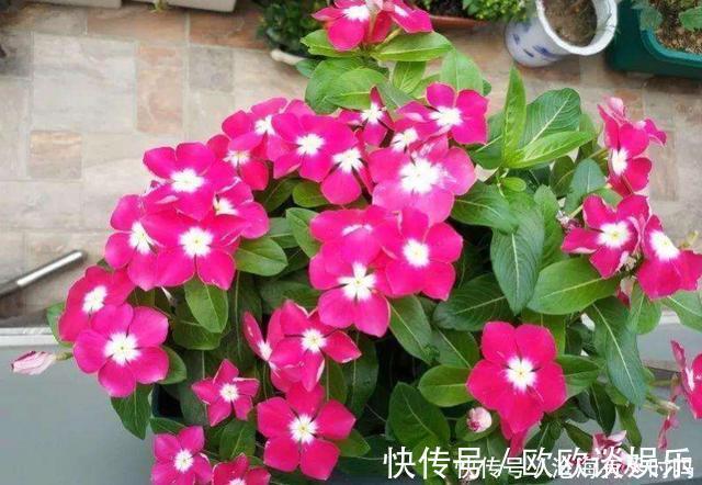 最好用的催花水,1周仅用1次,啥花也喜欢,呼呼开爆盆