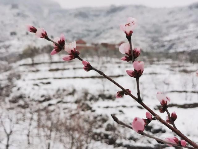 牛年初雪后，这些地方美成了画