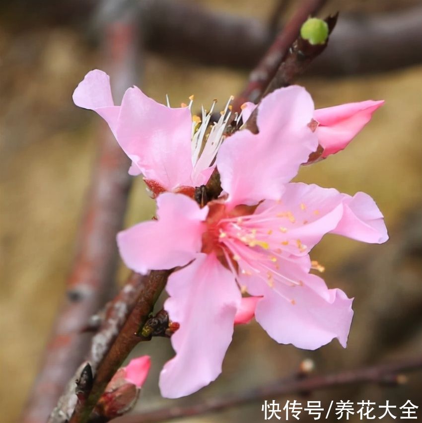 玫瑰花茶|能吃的＂女人花＂，人养花来花养人，美容养颜又滋补