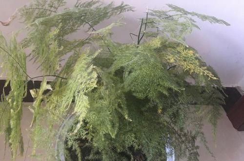 养文竹绿萝,“1种”颗粒撒盆里,叶子油绿一整年,越长越旺