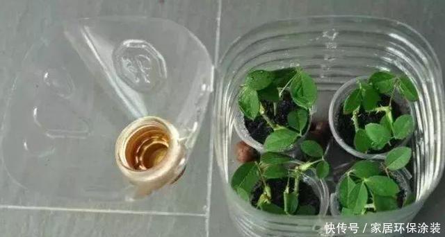 养花人的奋斗目标:该怎么实现养花省钱环保?从巧用它们开始