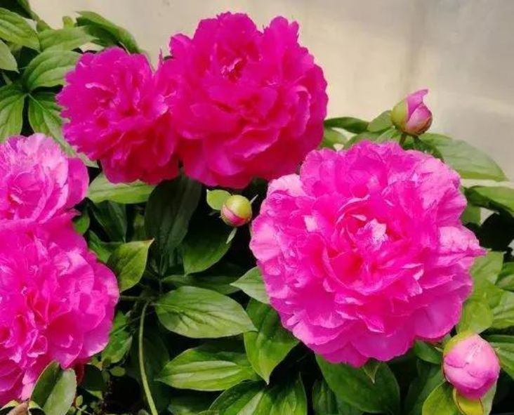 春天养此款花卉,好养如绿萝,简单易成活,纯洁美