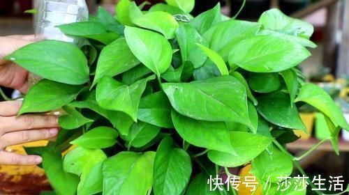 最厉害的养花营养液给花喝一勺，啥花都喜欢，花开满枝条