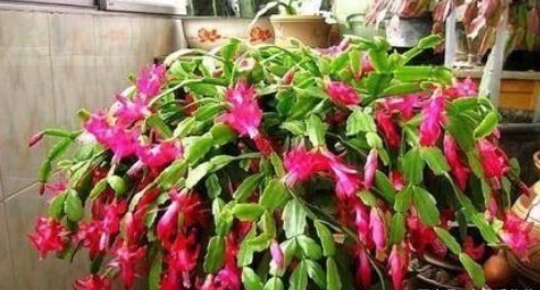 “花”也是“酒鬼”这8种花,1月喝2次,长得却非常好看葱绿!