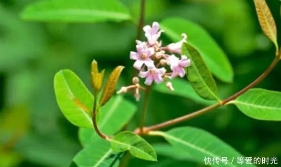 它可做麻繩，常喝還延年益壽，價值高，是世界上一種稀有野生植物