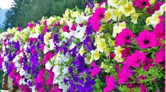 不会养花就买3种“便宜花”,几块钱1盆,年年开花不断,超漂亮