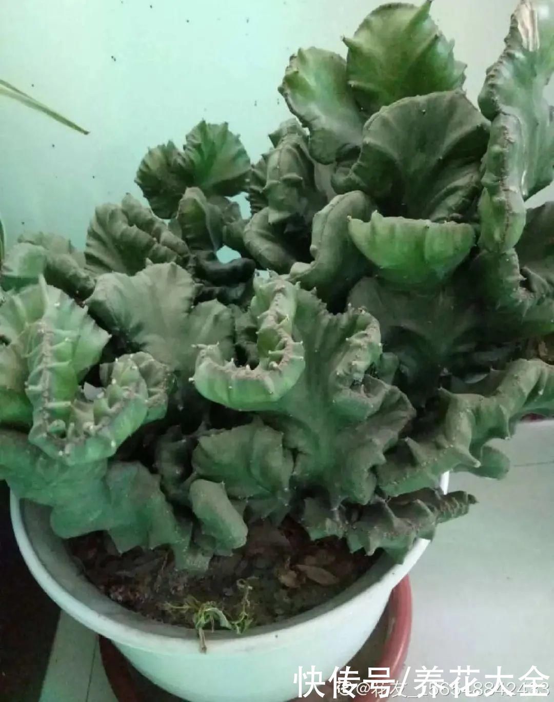 橡皮树|养花就怕乱浇水,越浇死得越快,赶紧住手