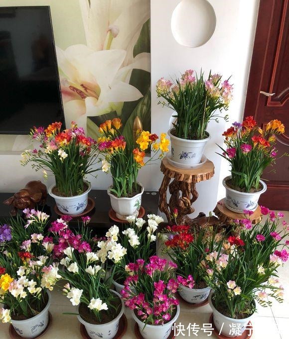 比绿萝还好养,比月季开花漂亮,不是兰花胜似兰,养一盆开几十年