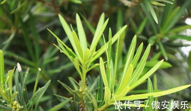 传家宝|阳台再小,也能养3种树,小盆就能养,个个都是“传家宝”