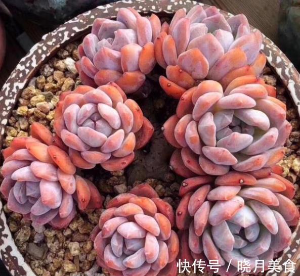 多肉芙蓉雪和橙梦露,长相相似如何选择?看看老花匠怎么说