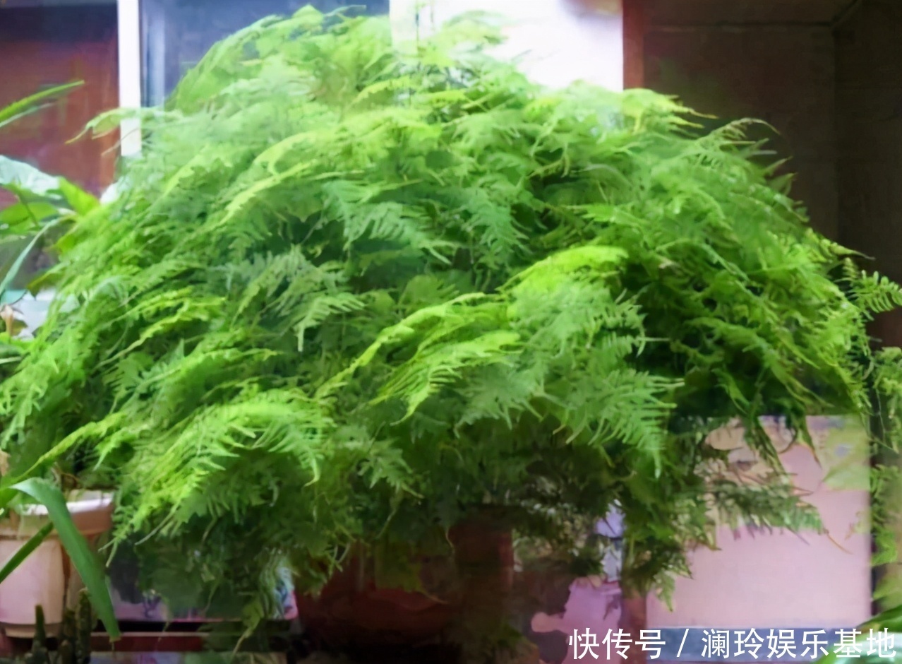 透气性|想换盆怕把花“换死”？教你一个“安全”的方法，换完快速生长