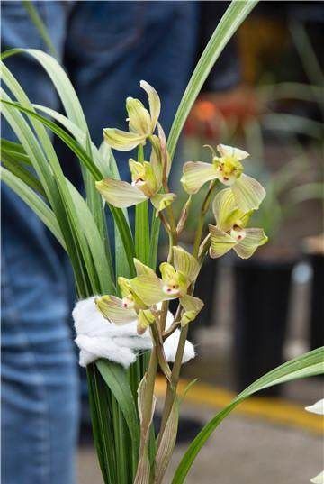 烂根|兰花盆底垫上这几样东西，兰花不烂根，开花几百朵