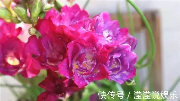 还在养绿萝家里养盆“香香花”,好看好闻,清香四溢精神好!