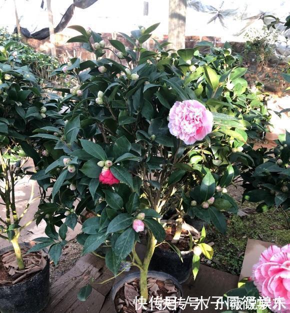 山茶花|茶花买回家，花苞掉一地，真心疼，这1步做错了，直接不开花