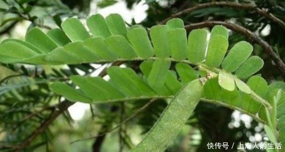 中药|乡下治胃痛的野草，也是风湿的“天敌”，其它中药统统靠边站！