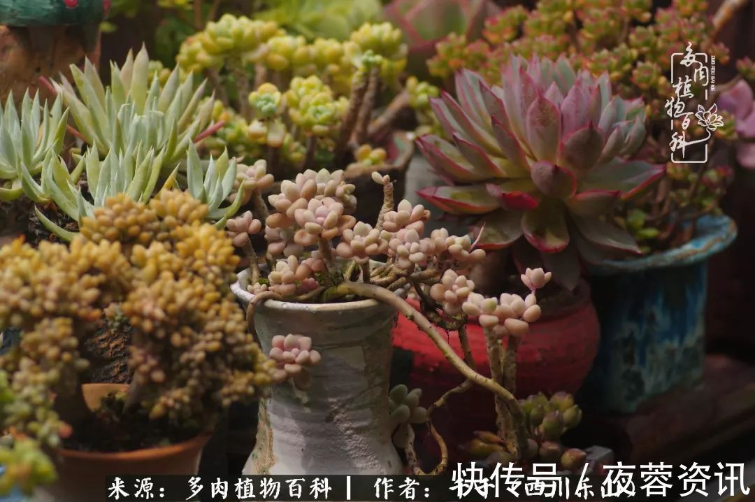 夏天|夏天日晒雨淋,秋老虎来势汹汹,你的多肉准备好逆袭了吗