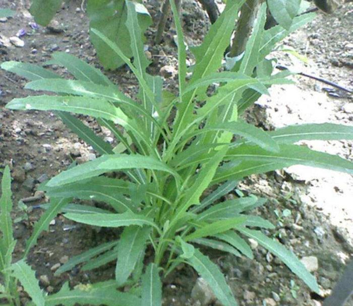 中年|5种被名字“坑”的野菜,常被错当成杂草,殊不知价值极为珍贵