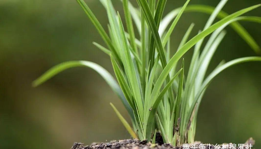 兰叶|这样养兰花,不用施肥不必喷药,兰苗肥壮花苞多
