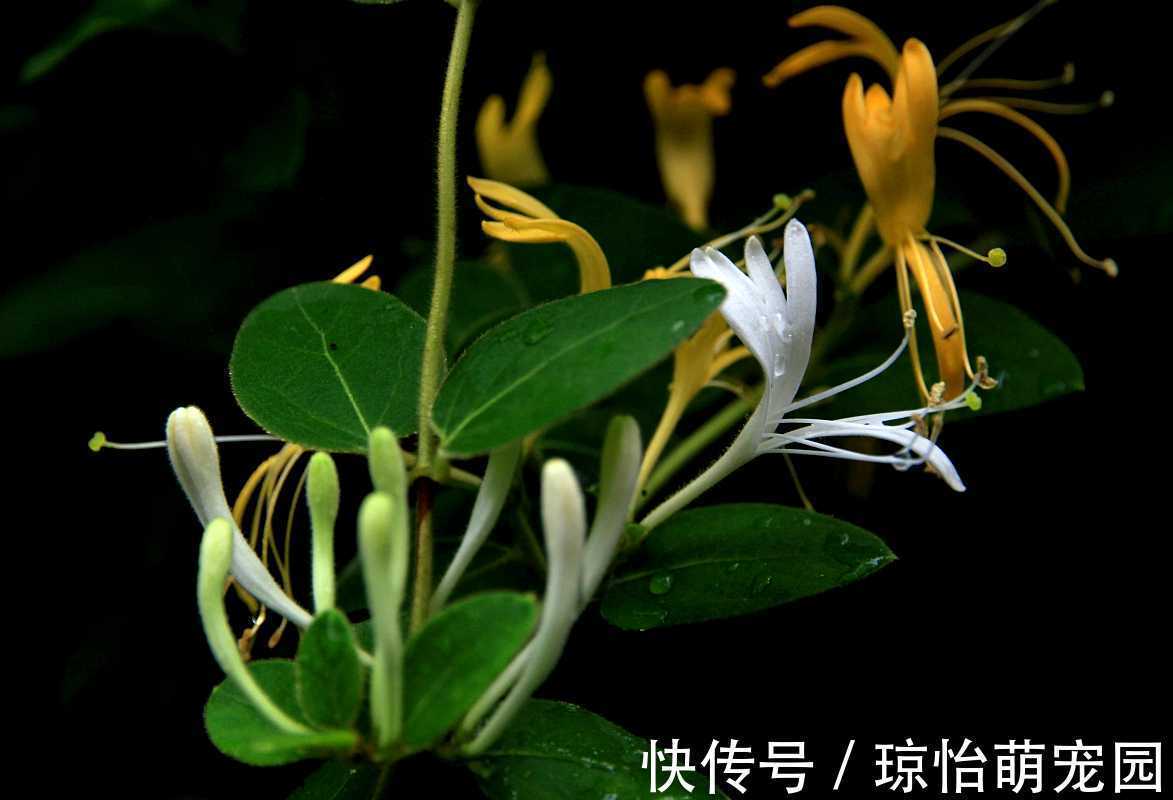 它忍住寒冬,迎来至善至美的大境界,一个“忍”字教我磨难人生!