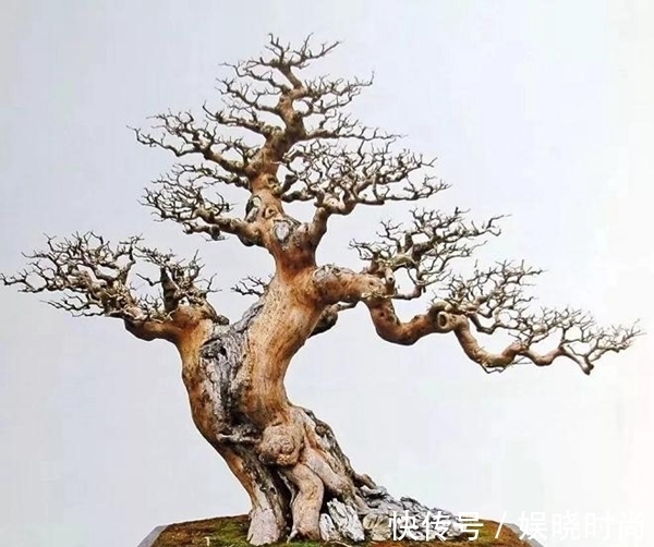 纸条|盆景造型的12原则