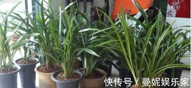 关键|烂根的兰花长出新芽,能活吗学会这“4步”,养兰是关键