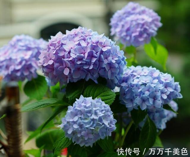  无尽|养绣球花却不会调色？你算是白养了！无尽夏调色攻略