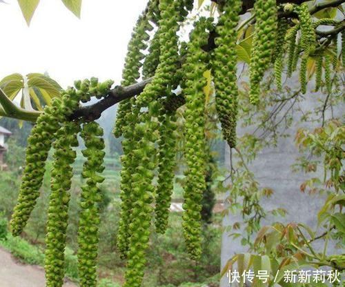 长在树上无人识，晒干了58元一斤，人称“长寿菜”，如今都抢着要