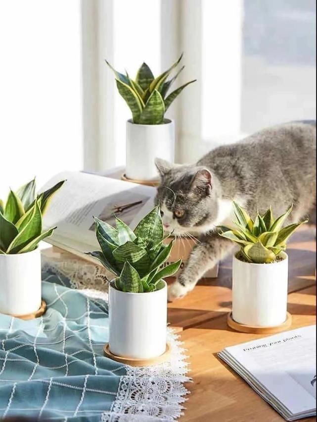 龙舌兰龙舌兰|卧室养花好睡眠,这3种花是最佳选择,厚实的大绿叶最能净化空气