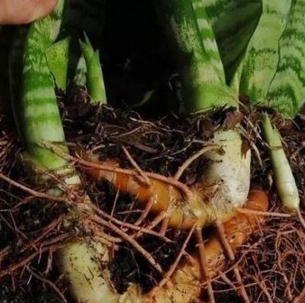 李大爷养虎皮兰，扔盆“2小东西”，根强、芽多、花满盆，好用！