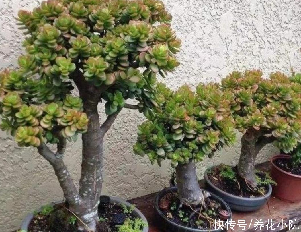 修剪|2种植物长得快,三五年养成老桩,越养越值钱