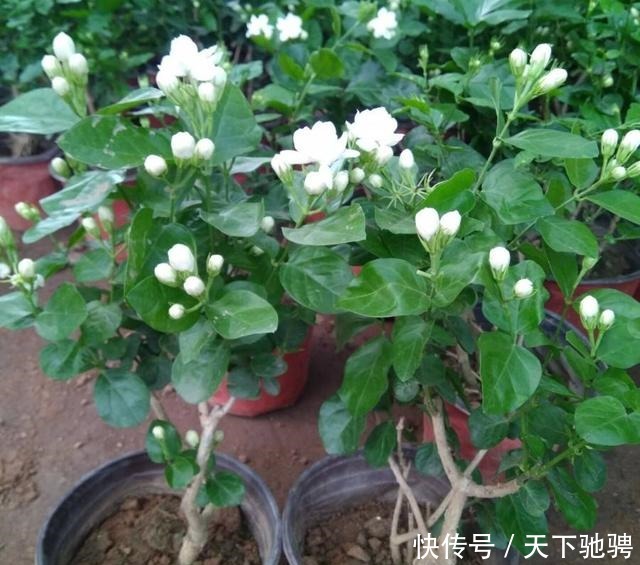 6种花,再舍不得也要“搬出去”,越狠狠晒,越满头开花!