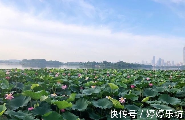 诗人|写荷花高手杨万里，仅用两首七绝，就写尽西湖荷花之美