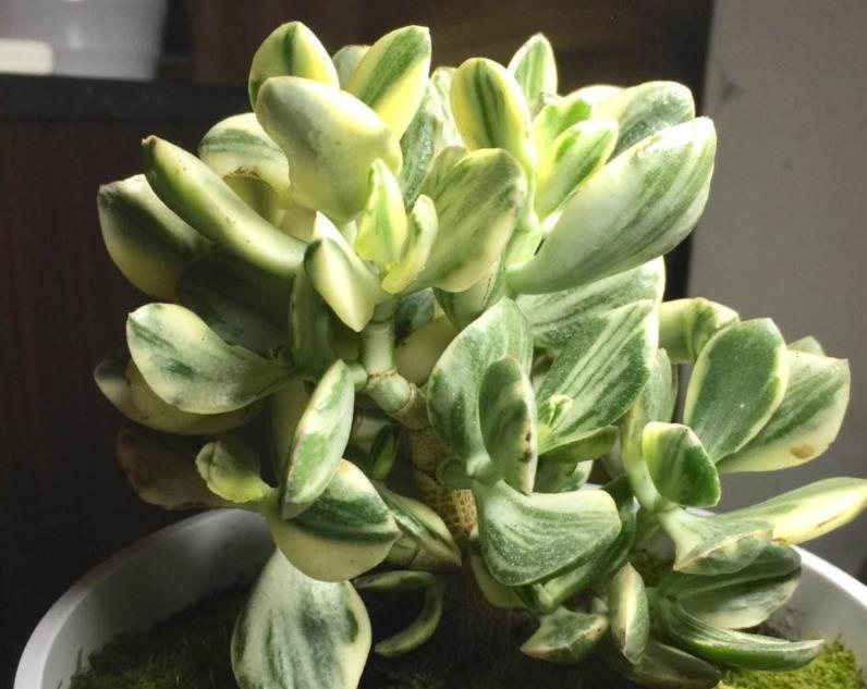 修剪|养玉树,1个月剪1次,植株不休眠,新芽蹭蹭窜,2年成老桩