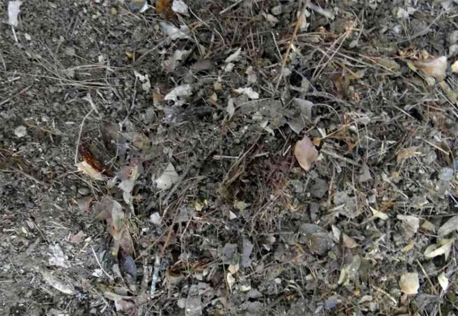 松针|刘奶奶养花从不买营养土,这三种废弃物掺一掺,没有养不旺的花!