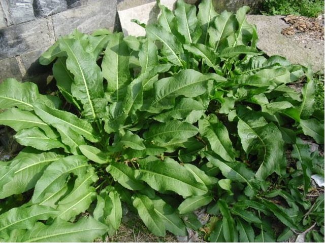 脚气|长在河边的“野菠菜”,用它洗头能使头发乌黑锃亮,治脚气有奇效