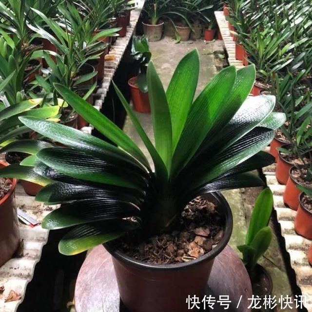 4个养“君子兰”的小口诀，叶子厚又亮、满盆大白根，轻松养好！