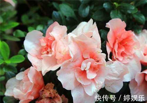 室外杜鹃花如何养教你3个养护小妙招，花开美丽满枝头