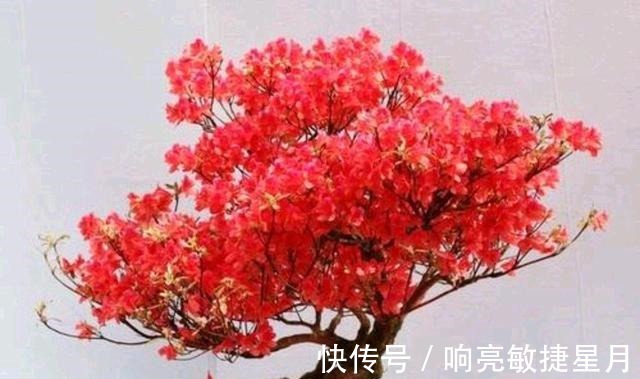 映山红管理注意几点,明年春季开花更绚烂!