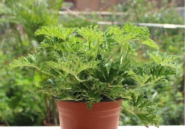 跑断腿买不到的6种盆栽长得特别快，清新空气还驱蚊，最适合夏天